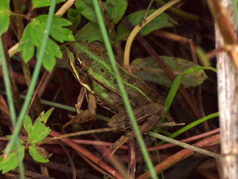 Ranocchia da identificare - Pelpohylax sp.